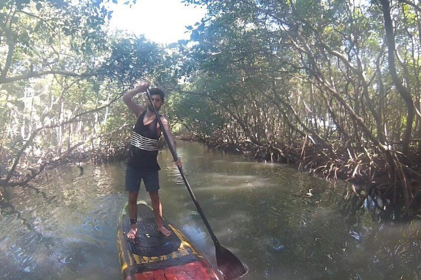 Mangrove Paddleboard & River West Side Wildlife Experience 4