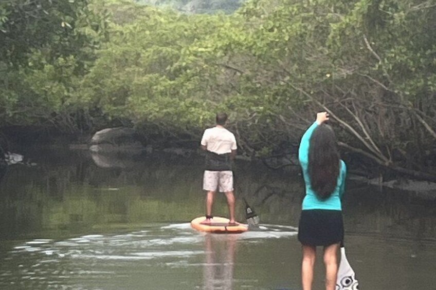 Mangrove Paddleboard & River West Side Wildlife Experience 1