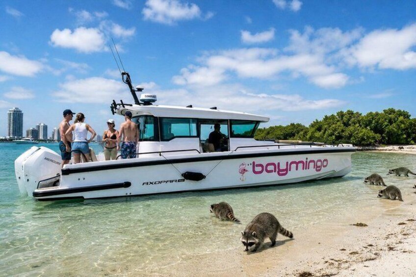 En hvid båd med 'baymingo' branding, mennesker på dækket og sæler på kysten. 3