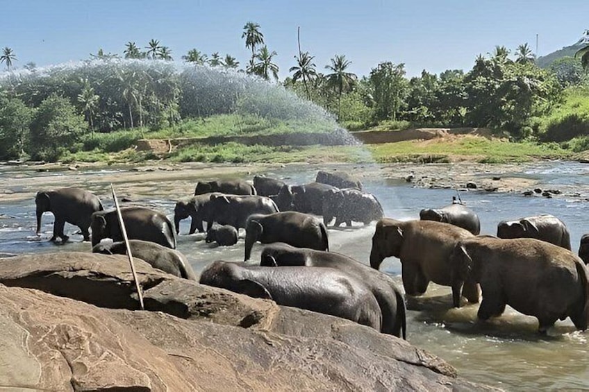 A group of elephants by a river with rocks and palm trees in the background. 4