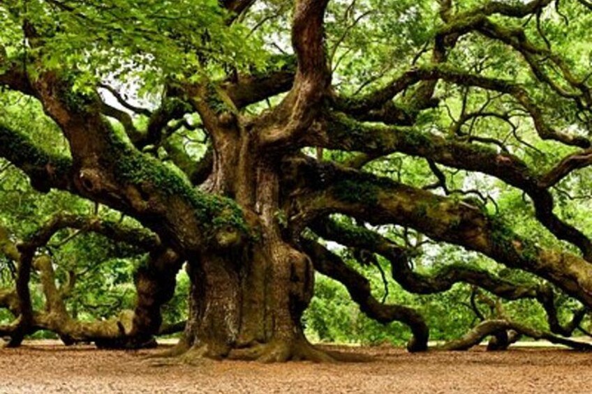 Charleston Private Day Tour Angel Oak, Tea Garden and Vineyard 1