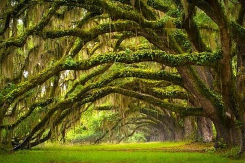 Charleston Private Day Tour Angel Oak, Tea Garden and Vineyard 5