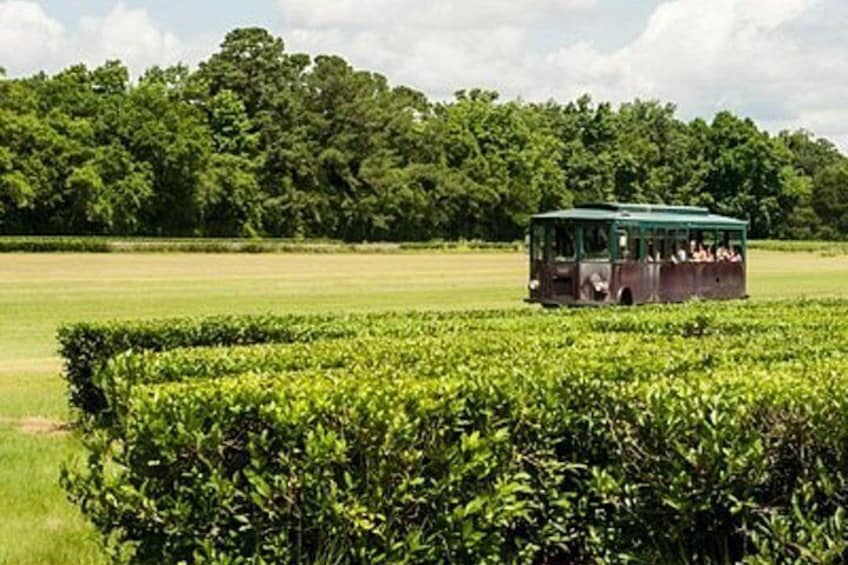Charleston Private Day Tour Angel Oak, Tea Garden and Vineyard 4