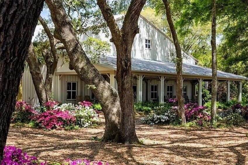 Charleston Private Day Tour Angel Oak, Tea Garden and Vineyard 2