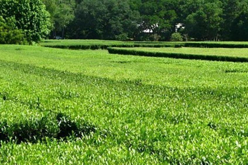 Charleston Private Day Tour Angel Oak, Tea Garden and Vineyard 3