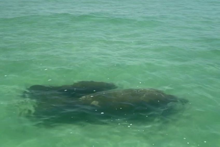 Una persona nadando en aguas verdes y cristalinas. 4