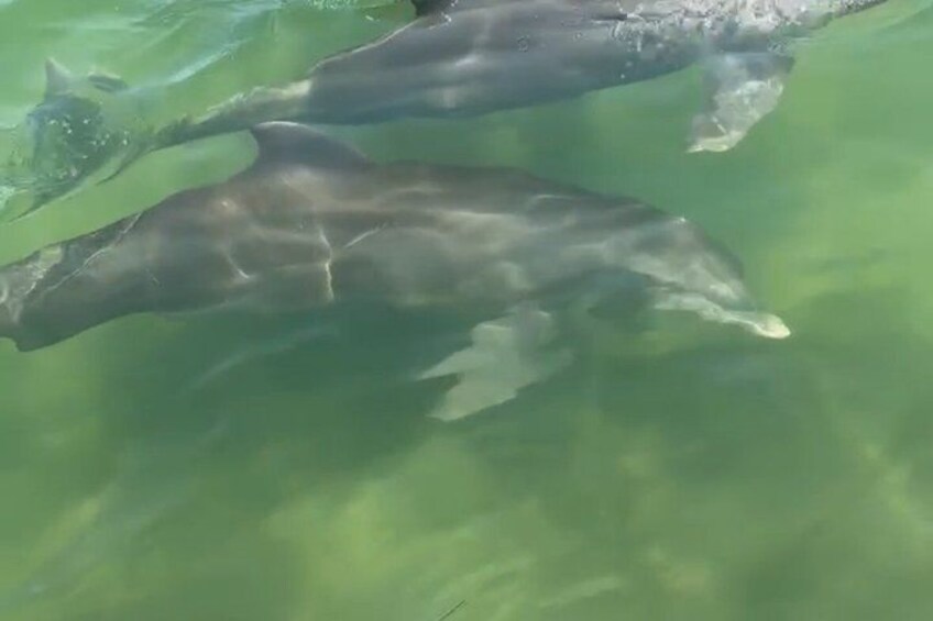 Dos delfines nadando en aguas cristalinas. 5