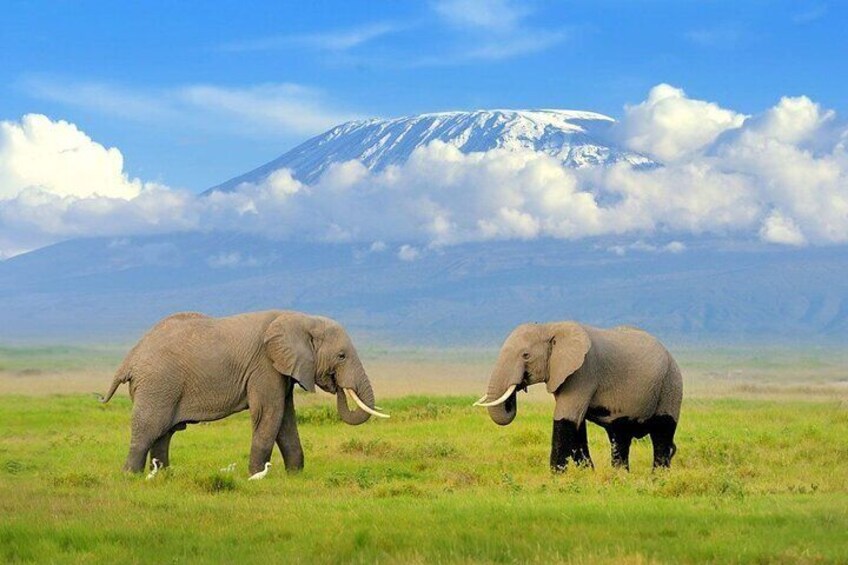 Deux éléphants dans un champ herbeux, avec une montagne enneigée en arrière-plan. 3