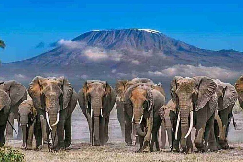 Un troupeau d’éléphants dans une savane aride, avec une montagne en arrière-plan. 3