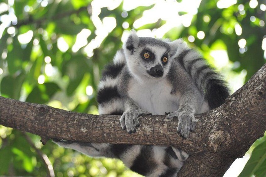 2-Day Antongona & Lemurs’ Park Camping Tour 1