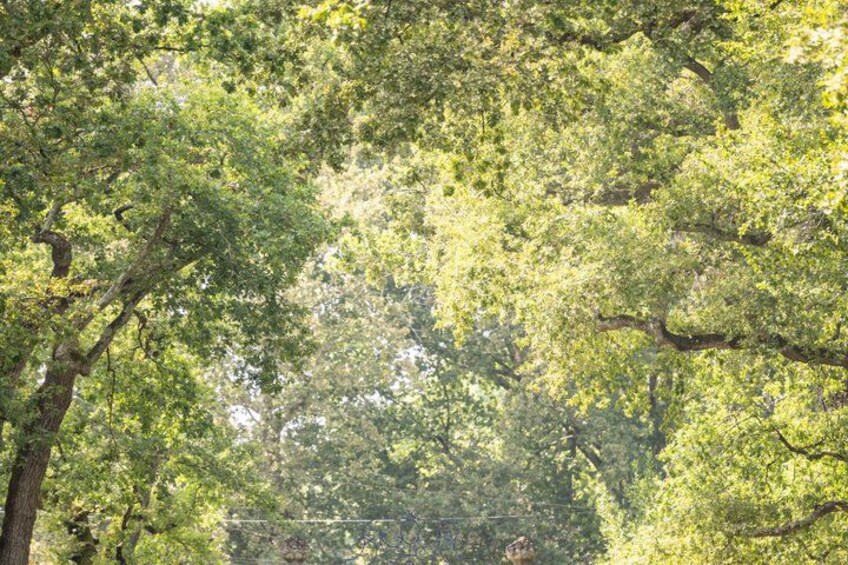 A dense forest with various shades of green foliage. 3