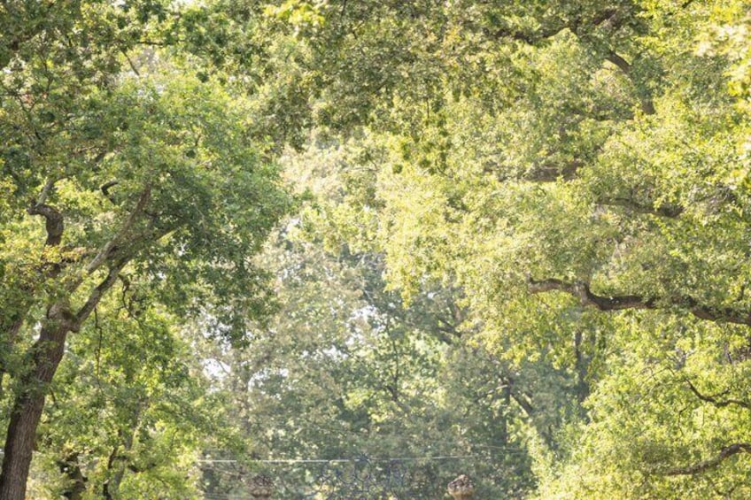A dense forest with a variety of green trees. 5