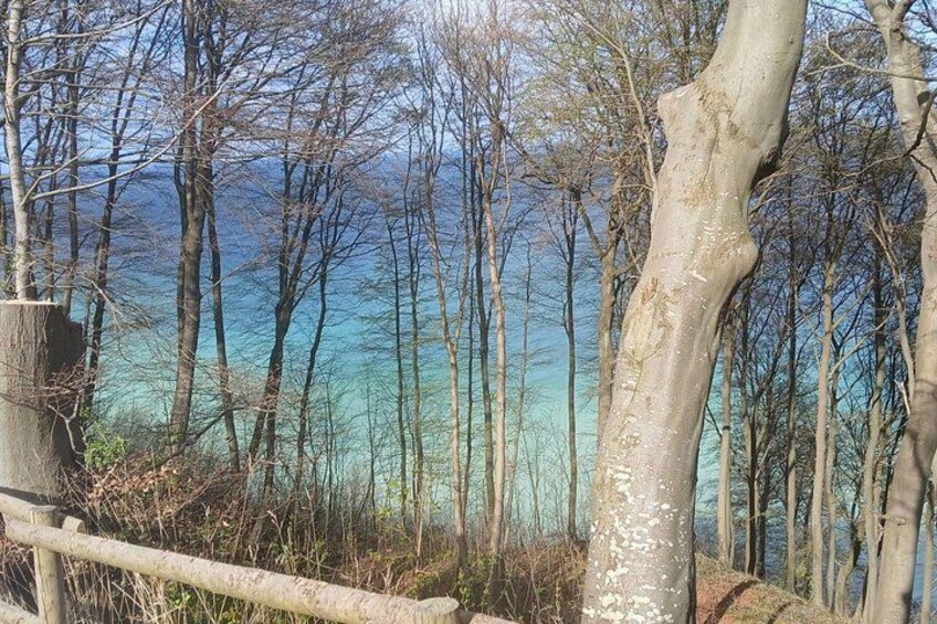 Un bosque con árboles y una vista de una masa de agua turquesa. 2