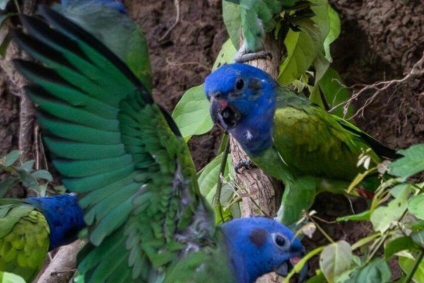 A blue parrot perched on a branch surrounded by green foliage. 3