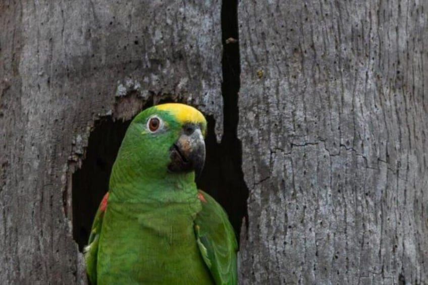 A green parrot with a yellow head peeking from a tree hole. 2