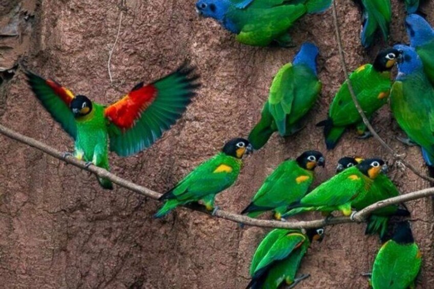 A group of green parrots with red and blue feathers on a branch. 1