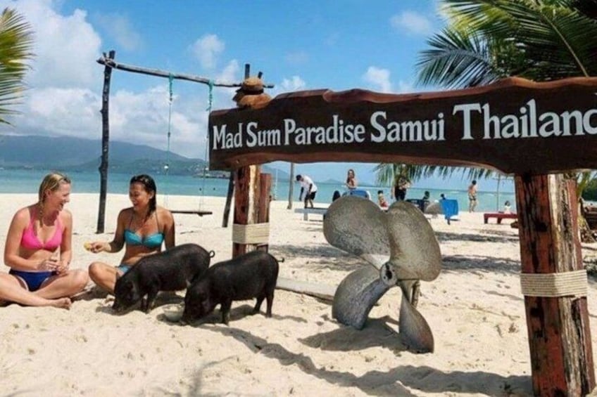 A beach with a sign reading 'Mad Sum Paradise Samui Thailand,' palm trees, and black pigs. 3