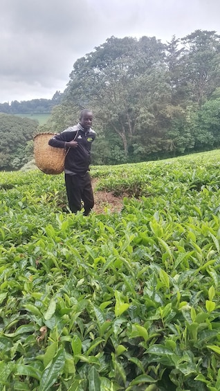 Picture 7 for Activity From Limuru: Kiambethu Tea Farm Tour with Lunch & Walks 4