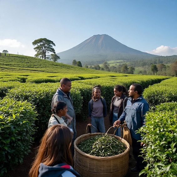 A group of people in a tea plantation with a volcano in the background. 1