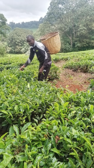 Picture 8 for Activity From Limuru: Kiambethu Tea Farm Tour with Lunch & Walks 5