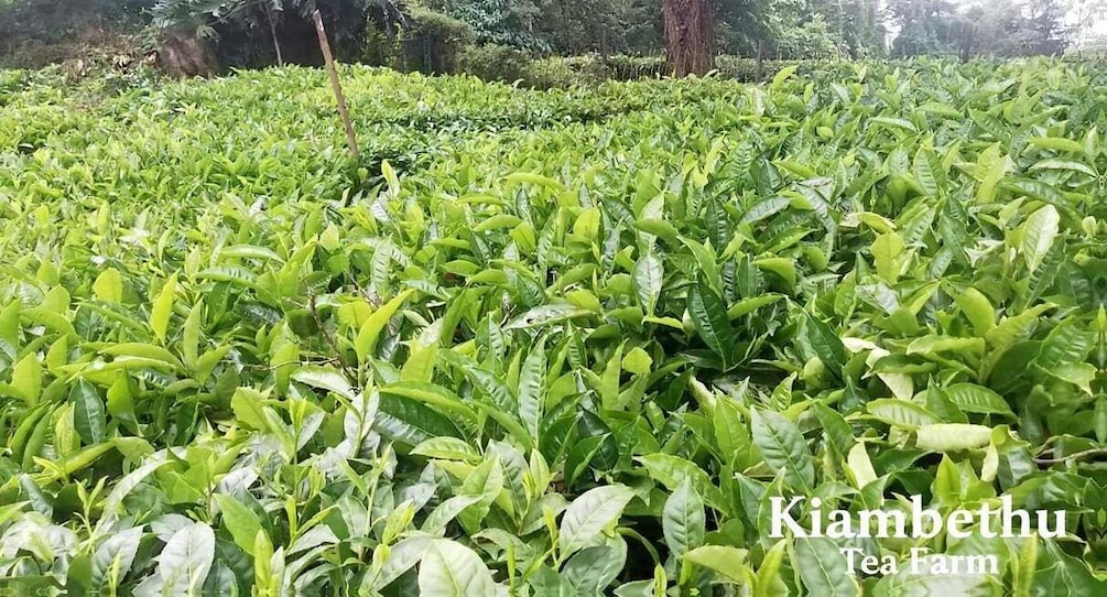 Picture 12 for Activity Kiambethu Tea Farm:Tea Picking, Tasting and Farm Lunch . 2