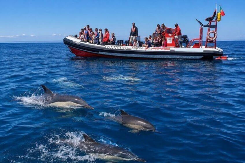 Benagil Caves & Dolphin Watching – Ultimate Algarve Experience 1