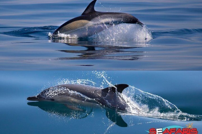 Combo Benagil Caves + Dolphin Watching with Marine Biologist 2