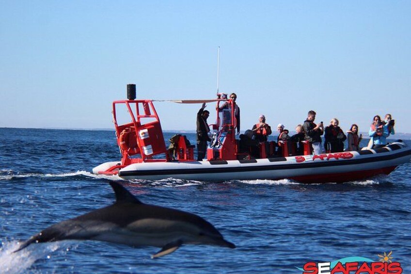 Lagos: Benagil Caves & Dolphin Watching Combo, Marine Biologist 4