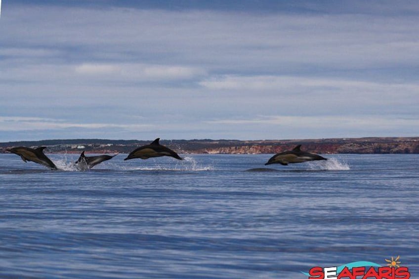 Lagos: Benagil Caves & Dolphin Watching Combo, Marine Biologist 2