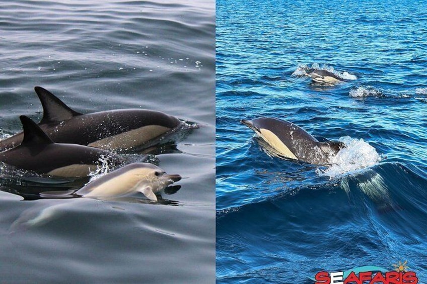 Combo Benagil Caves + Dolphin Watching with Marine Biologist 3