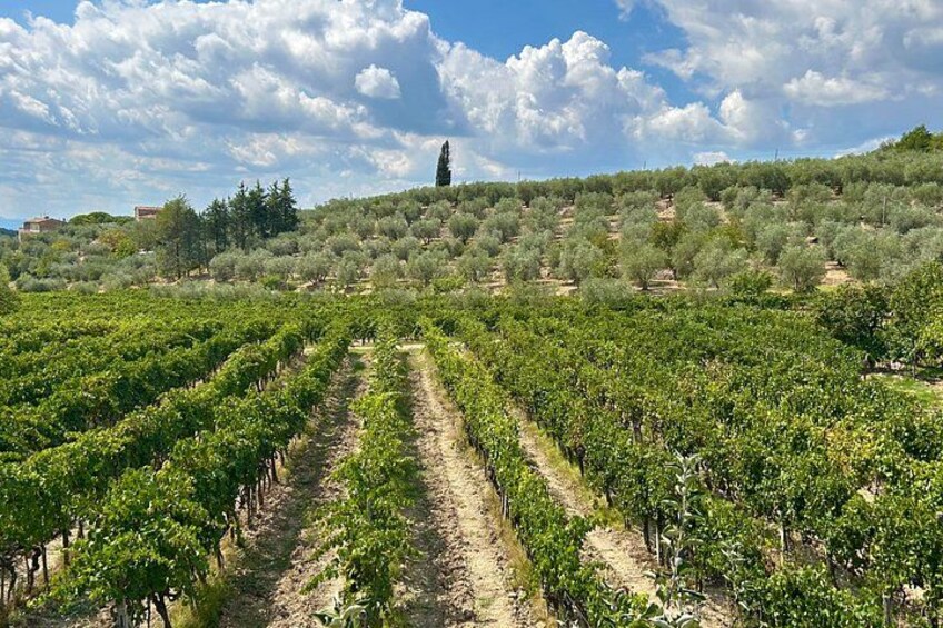 Tuscan Olive Oil Experience at a Family Mill 2