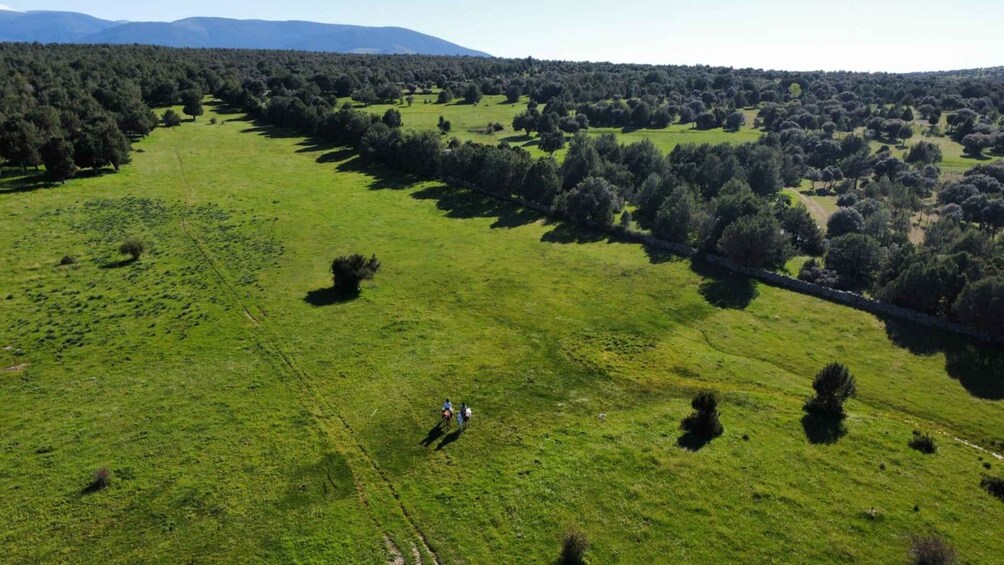 An aerial view of a green field with scattered trees and a stone wall. 5
