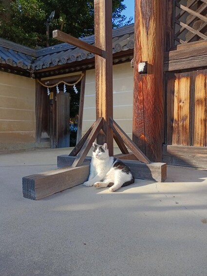 A cat sitting on a concrete surface under a wooden structure with a tiled roof. 1
