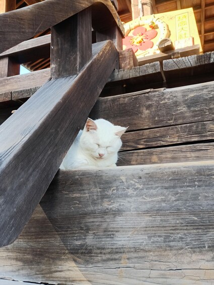 A white cat resting on a wooden structure. 5