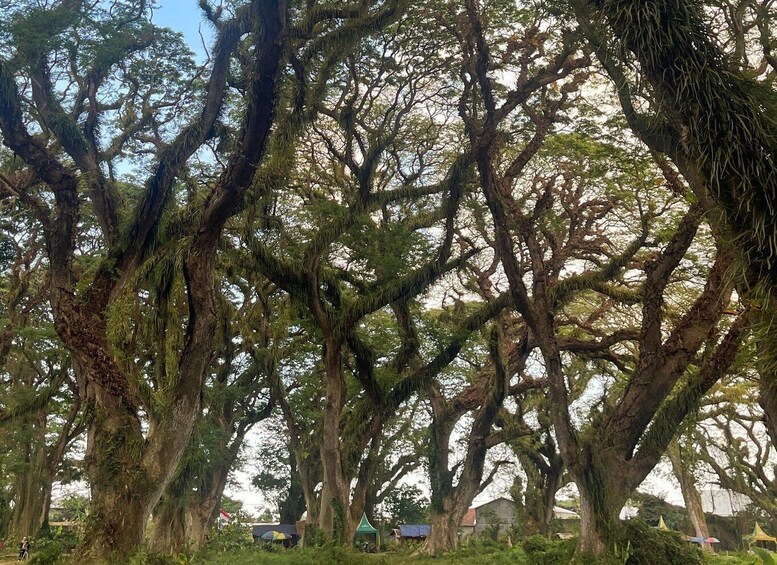 A grove of large trees with moss-covered branches. 2