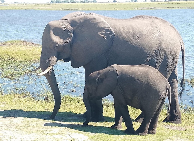 Two elephants by a water body. 1