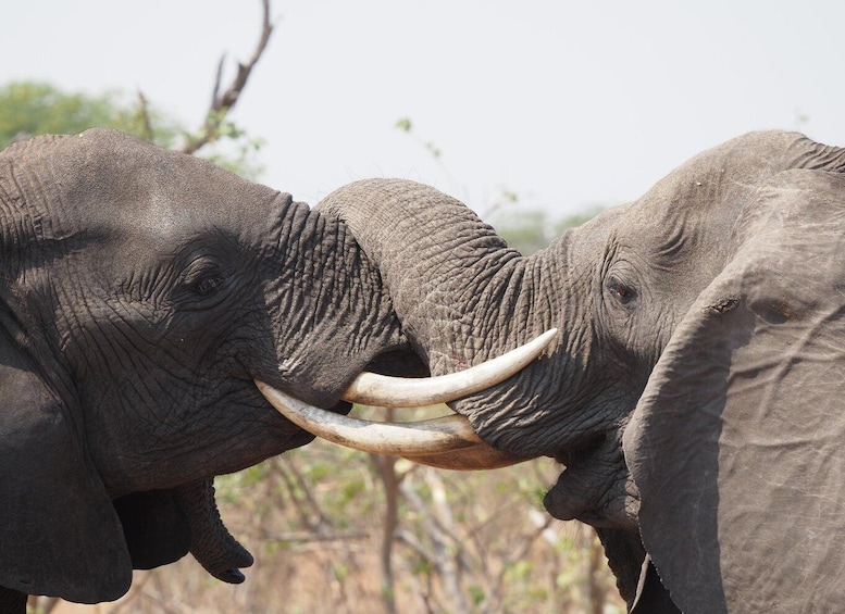 Two elephants with tusks locked in a head-to-head confrontation. 3