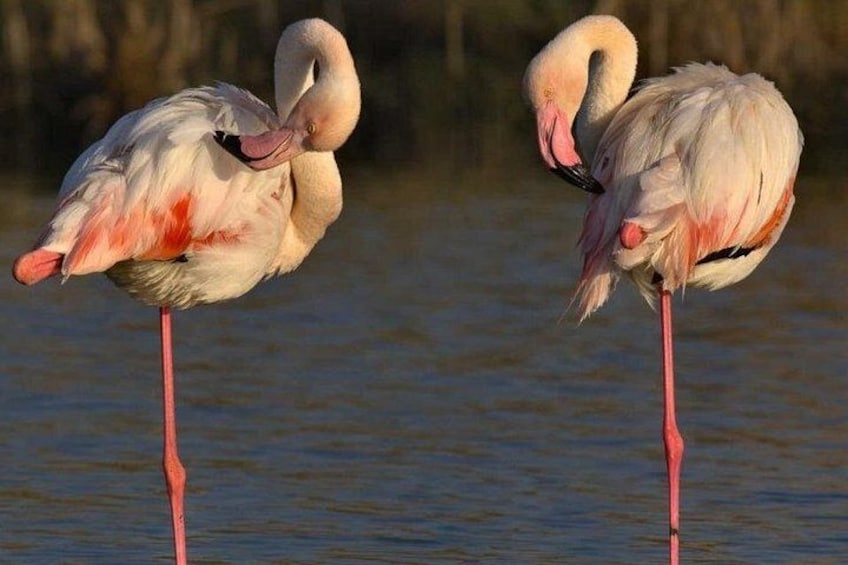 Two flamingos standing in water. 2