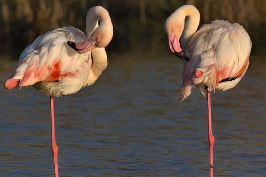 Two flamingos standing in water. 2