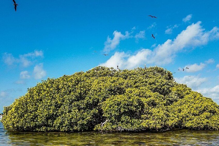 From Tulum to Punta Allen: Sian Kaan's Ultimate Boat Adventure 5