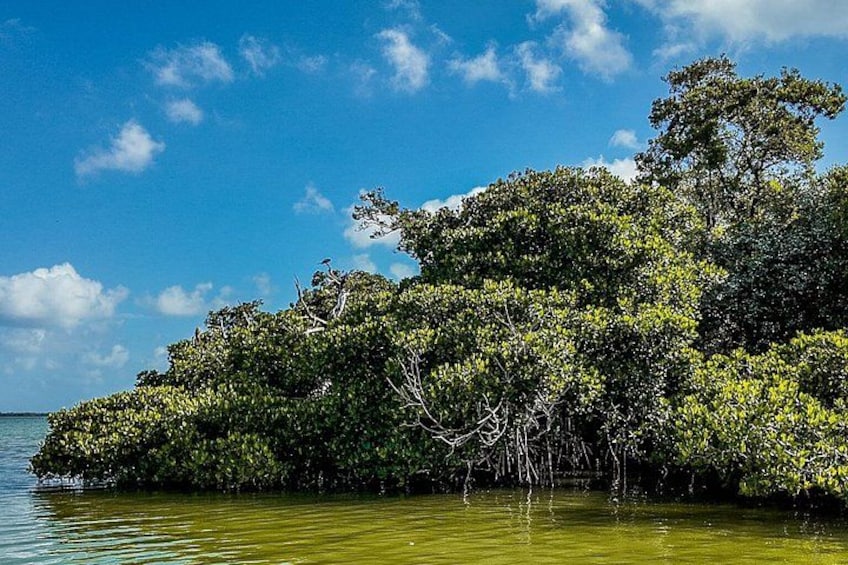 From Tulum to Punta Allen: Sian Kaan's Ultimate Boat Adventure 4