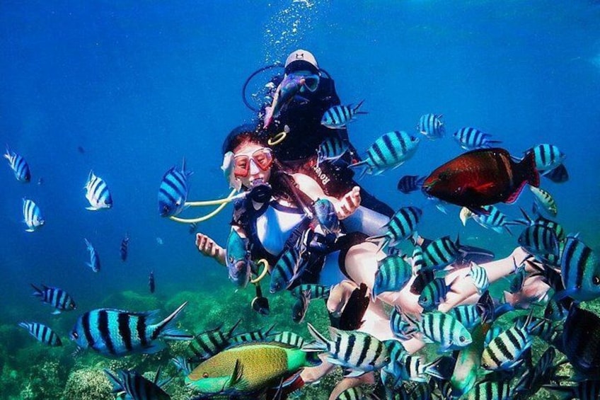 Ein Taucher, umgeben von gestreiften Fischen, in einer klaren, blauen Unterwasserlandschaft. 1