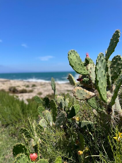 A cactus with a pink flower, green foliage, and a beach with the ocean in the background. 2
