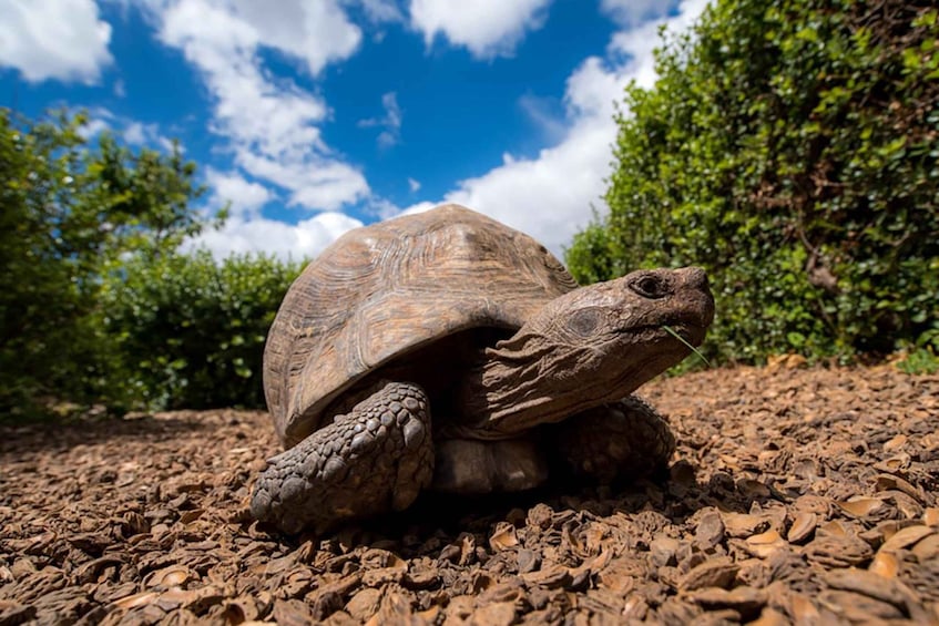 A tortoise on a rocky surface with trees and a blue sky in the background. 2