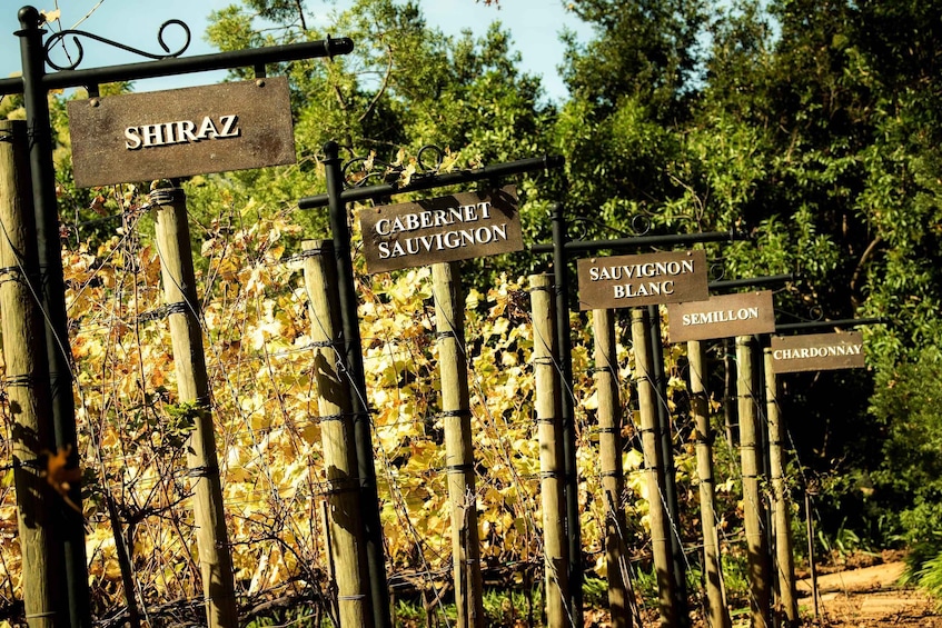 A vineyard with signs indicating different grape varieties such as Shiraz, Cabernet Sauvignon, Sauvignon Blanc, Semillon, and Chardonnay. 4