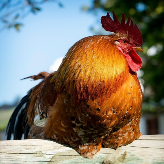 A rooster with a red comb and wattles, standing on a wooden surface with a blurred natural background. 3
