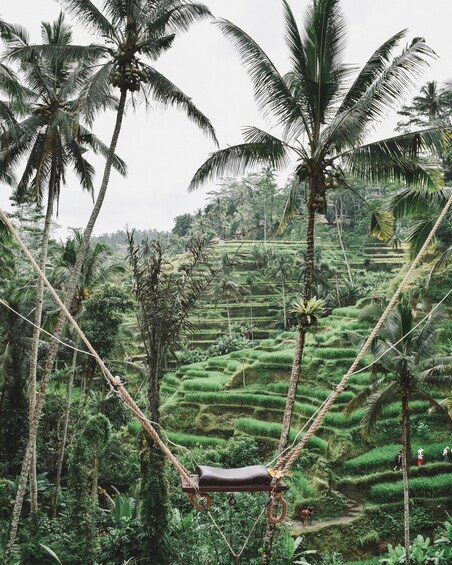 A hammock suspended between palm trees in a lush, terraced rice field. 5