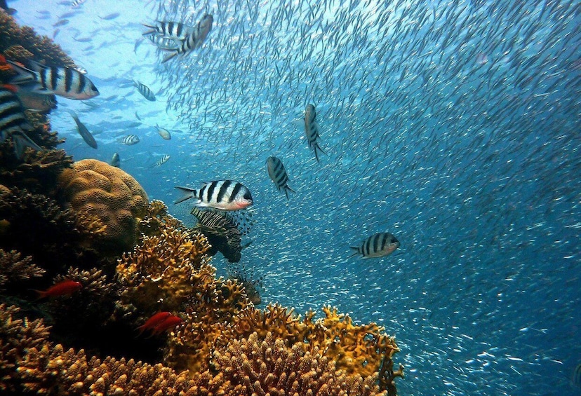 A vibrant coral reef with diverse fish species swimming around. 2