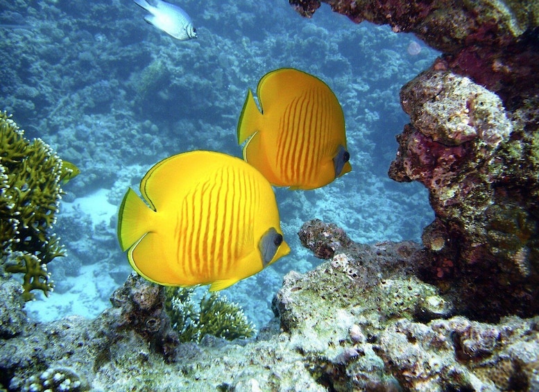 Two yellow fish with black stripes swimming near a coral reef. 3