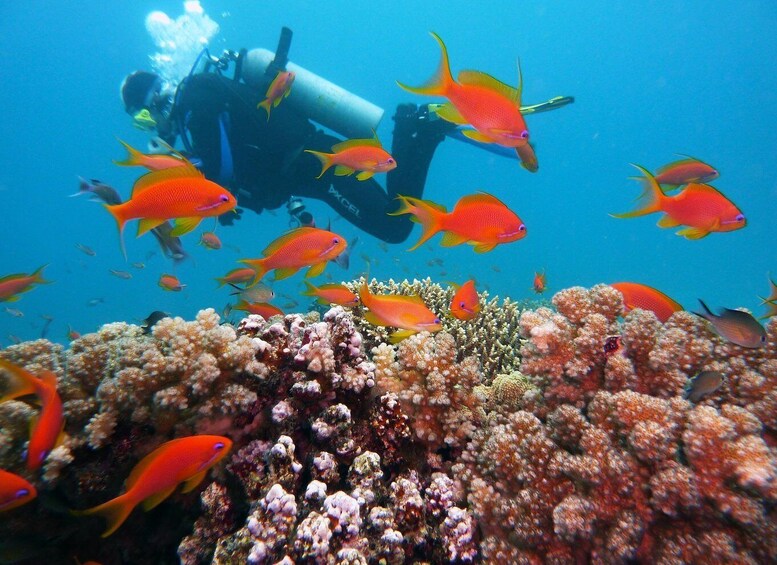 A diver surrounded by vibrant orange fish swimming near a coral reef. 4